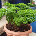French Parsley Seeds, 2g