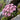 Pink Alpine Forget-Me-Not Seeds, 600 Seeds
