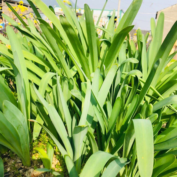 Long-Tube Lycoris, 1 Bulb
