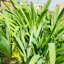 Long-Tube Lycoris, 1 Bulb