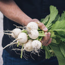 Xiatong No.2 F1 Turnip Seeds, 10g