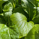 Jiemei Pak Choi Seeds, 25g
