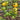 403 Yellow Cherry Potato Leaf Tomato, 5 Seeds