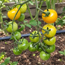 403 Yellow Cherry Potato Leaf Tomato, 5 Seeds