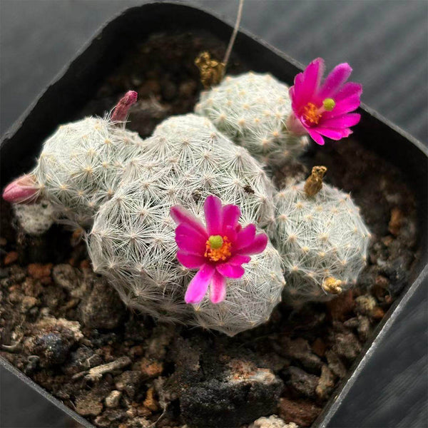 Mammillaria humboldtii, 2-3cm