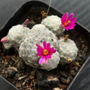 Mammillaria humboldtii, 2-3cm