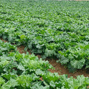 'Cuiqing 75' Qingmaye Chinese Cabbage Seeds, 4g