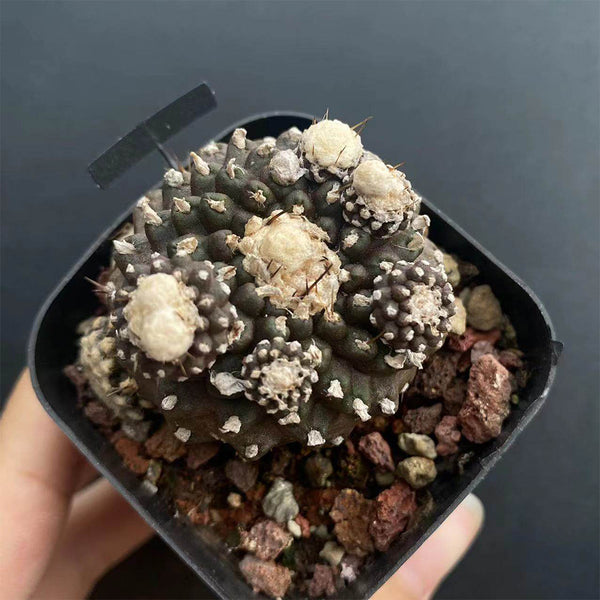 Copiapoa tenuissima f. monstruosa, 3-4cm