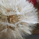 Giant Salsify, 50 Seeds