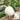 White Honey Jar Melon Hybrid Seeds, 30 Seeds