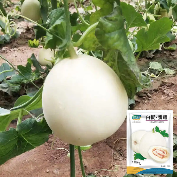 White Honey Jar Melon Hybrid Seeds, 30 Seeds