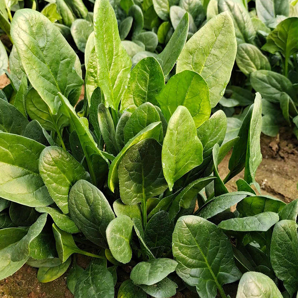 Japanese Large-Leaf Spinach Seeds, 50g