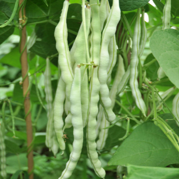 Huajun No.12 Kidney Bean Seeds, 10g