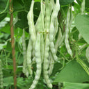 Huajun No.12 Kidney Bean Seeds, 10g