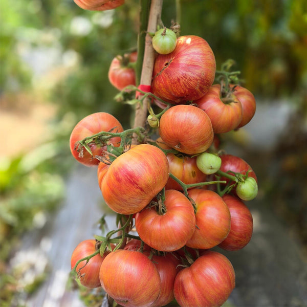 919 Naughty Girl Variegated Leaf Tomato, 5 Seeds