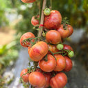 919 Naughty Girl Variegated Leaf Tomato, 5 Seeds
