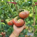 73 Polaris Tomato, 5 Seeds