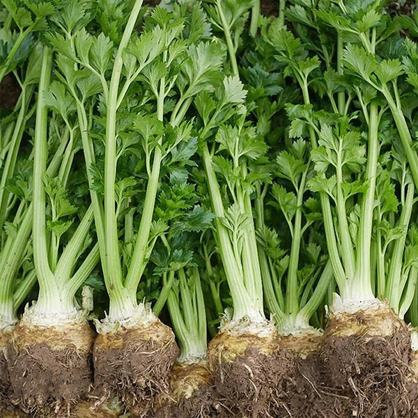 Celeriac 'Giant Prague' Seeds, 2000 Seeds