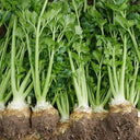 Celeriac 'Giant Prague' Seeds, 2000 Seeds