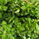 'Jiemei' Improved Motherwort Seeds, 10g