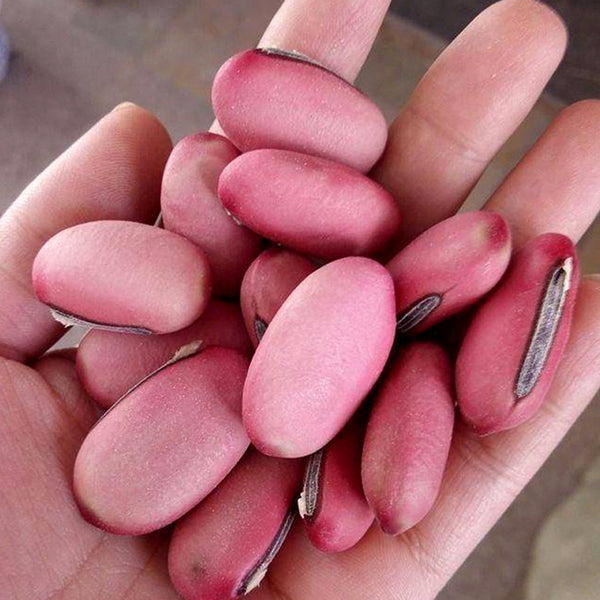 Thick-fleshed Sword Bean Seeds, 5 Seeds Per Bag