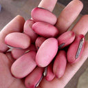 Thick-fleshed Sword Bean Seeds, 5 Seeds Per Bag