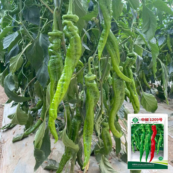 Screw Pepper No. 1209 Seeds, 100 Seeds