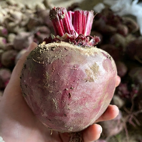 HC Purple Top Beet Seeds, 10g