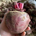 HC Purple Top Beet Seeds, 10g