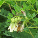 Huang Qi Seeds, 100 Seeds