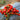 763 Tiny Bird Micro Tomato, 5 Seeds