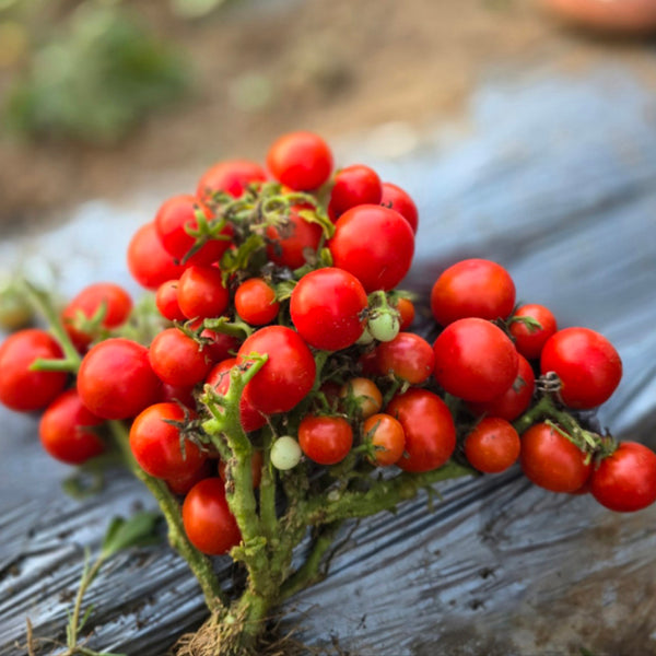 763 Tiny Bird Micro Tomato, 5 Seeds