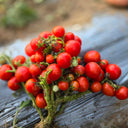 763 Tiny Bird Micro Tomato, 5 Seeds