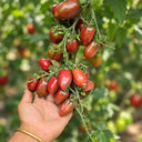 401 Violet Heart Cherry Tomato, 5 Seeds