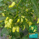 Ghost Pepper Seeds, 20 Seeds
