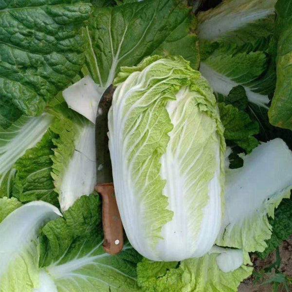 'Shengqiu 80' Chinese Cabbage Seeds, 20g