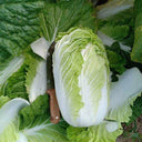 'Shengqiu 80' Chinese Cabbage Seeds, 20g