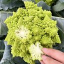 Green Romanesco, 10 Coated Seeds