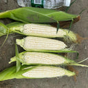 Huanuo No.2 Waxy Corn Seeds, 200g