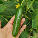 'Hemei 198' Mini Cucumber, 50 Seeds