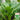 Sijiu Yellow-leaf Choy Sum Seeds, 20g
