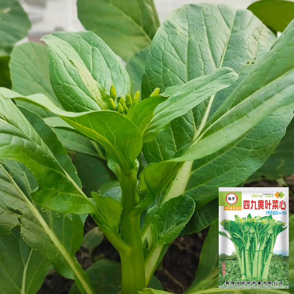 Sijiu Yellow-leaf Choy Sum Seeds, 20g