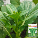 Sijiu Yellow-leaf Choy Sum Seeds, 20g