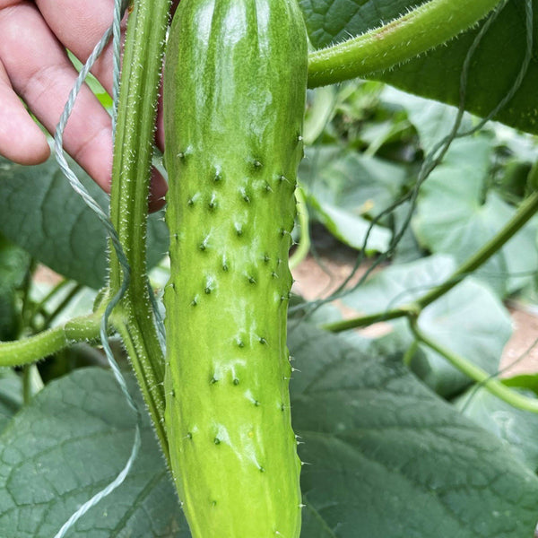 Chinese Large Thorn Fruit Cucumber, 20 Seeds