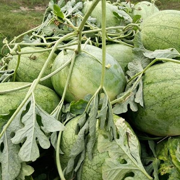 Green Phoenix F1 Giant Watermelon, 20 Seeds