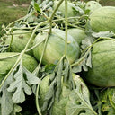 Green Phoenix F1 Giant Watermelon, 20 Seeds