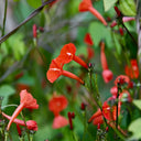 W956 Orange-Red Roundleaf Morning Glory, 20 Seeds