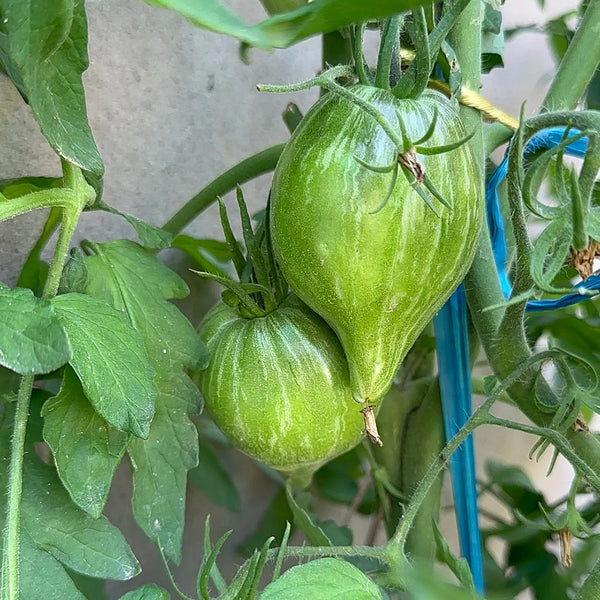'Eden's Garden No. 6' Tomato Seeds, 5 Seeds