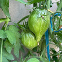 'Eden's Garden No. 6' Tomato Seeds, 5 Seeds