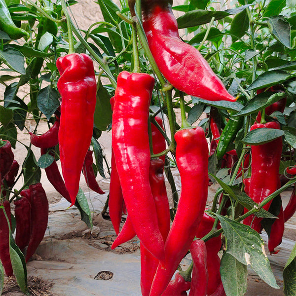Hongyun No.1 Sweet Pepper F1, 100 Seeds